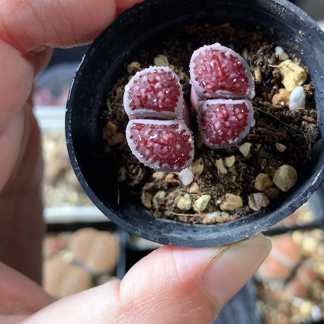 W32多肉植物保护