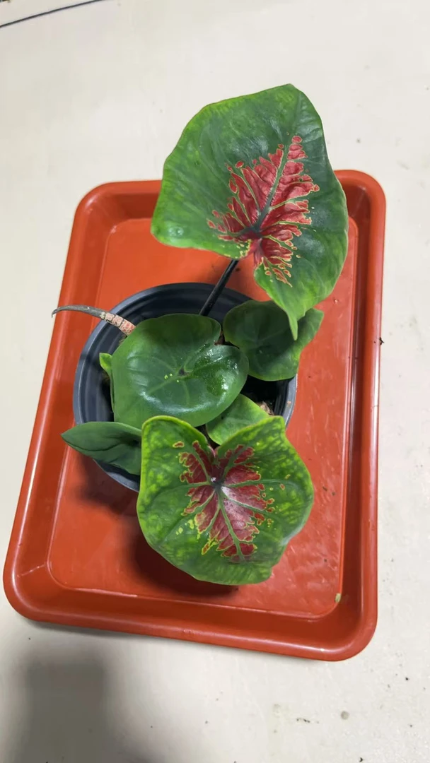 孙先生的花园(马塞尔)