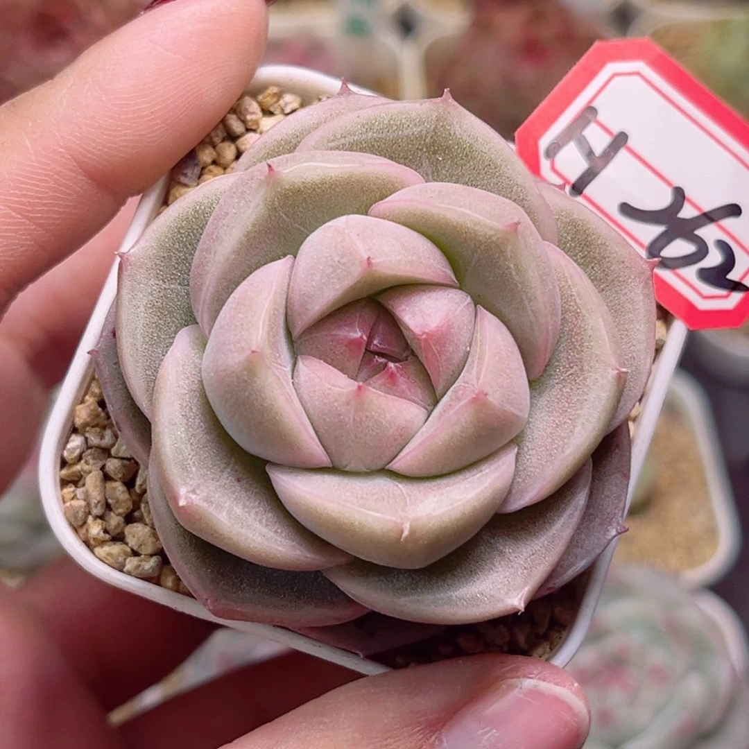 哈****开H262一物一拍 蜜桃臀