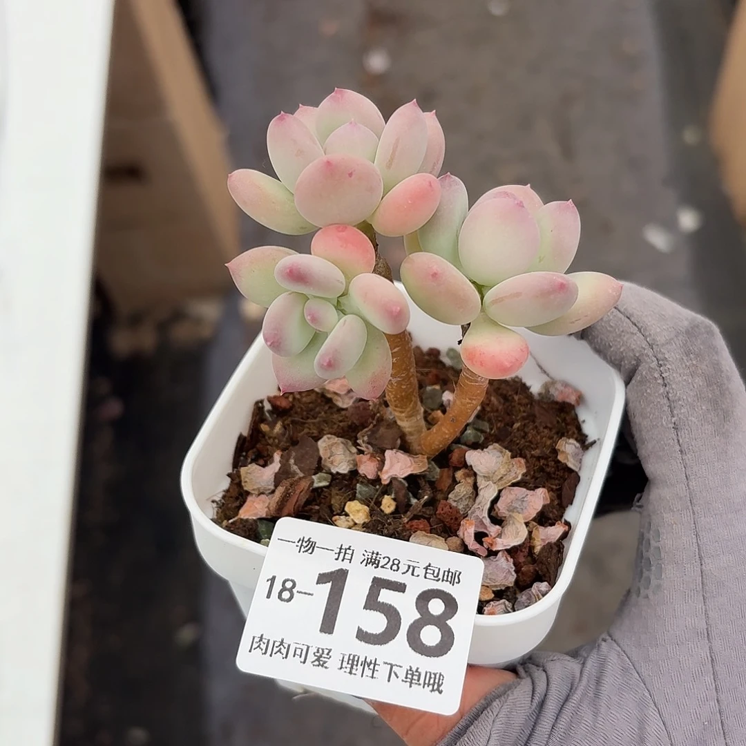 苹果奶无盆土发货
