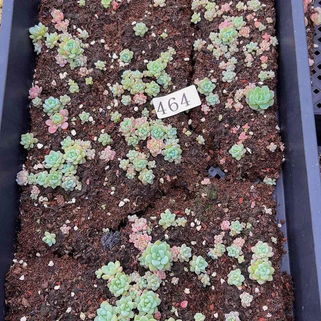 多肉植物多肉植物464