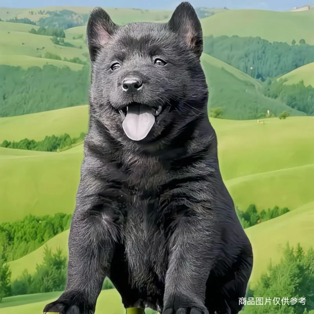可爱五黑犬幼犬广西土猎犬聪明小黑狗纯黑看家护院唐狗虎头田园犬