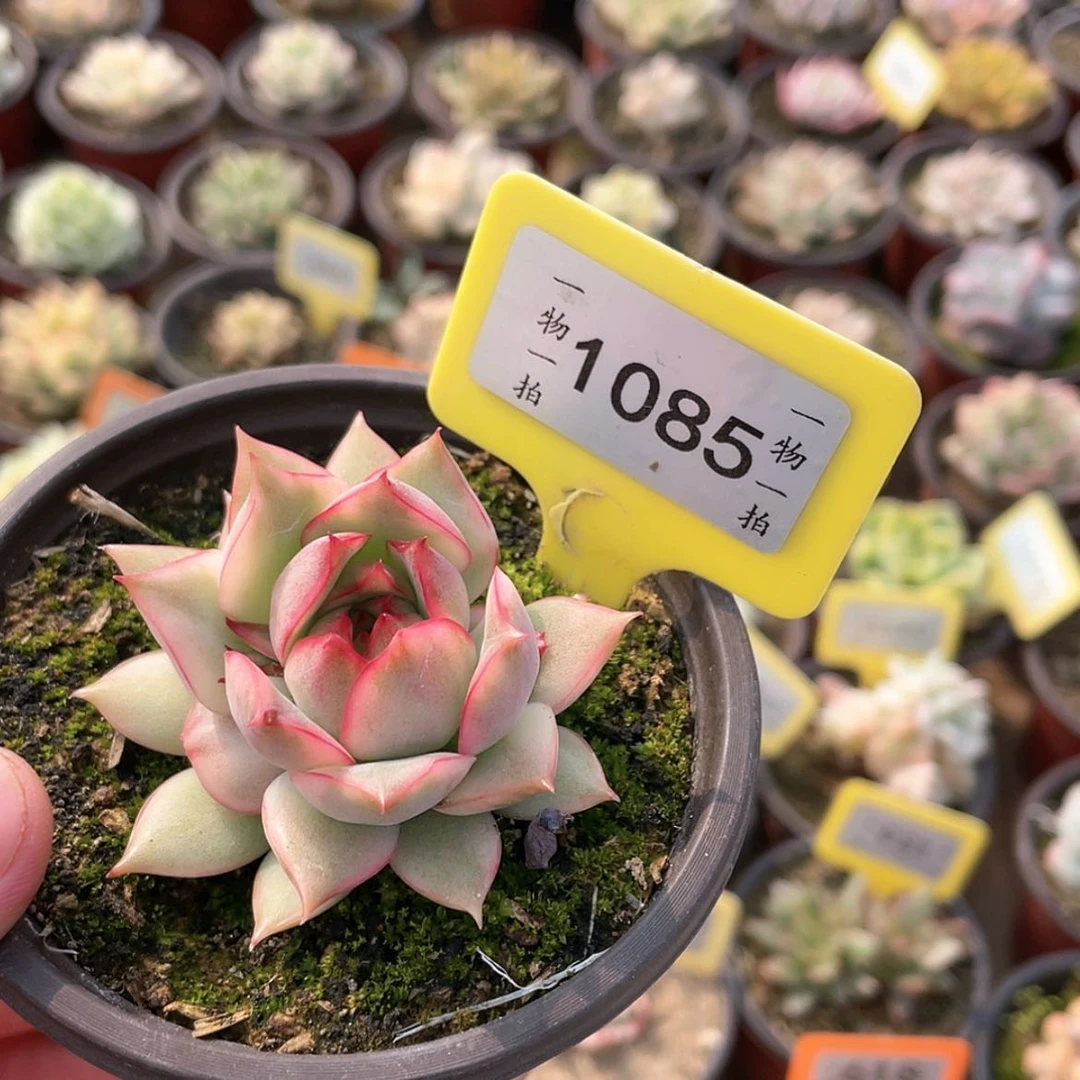 【闪购商品】藍*?1085号