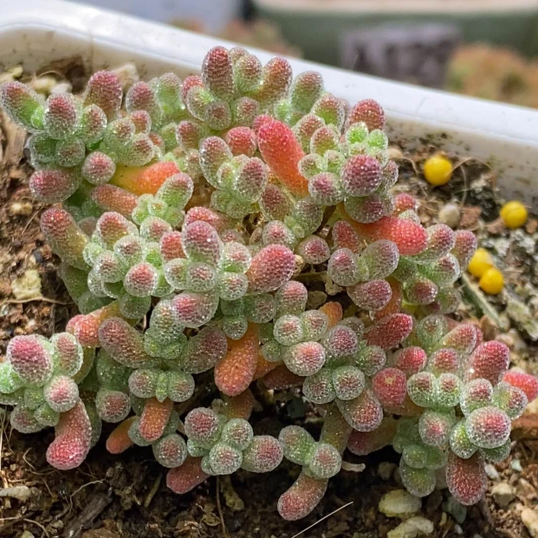 冰晶杂枝干番杏A463