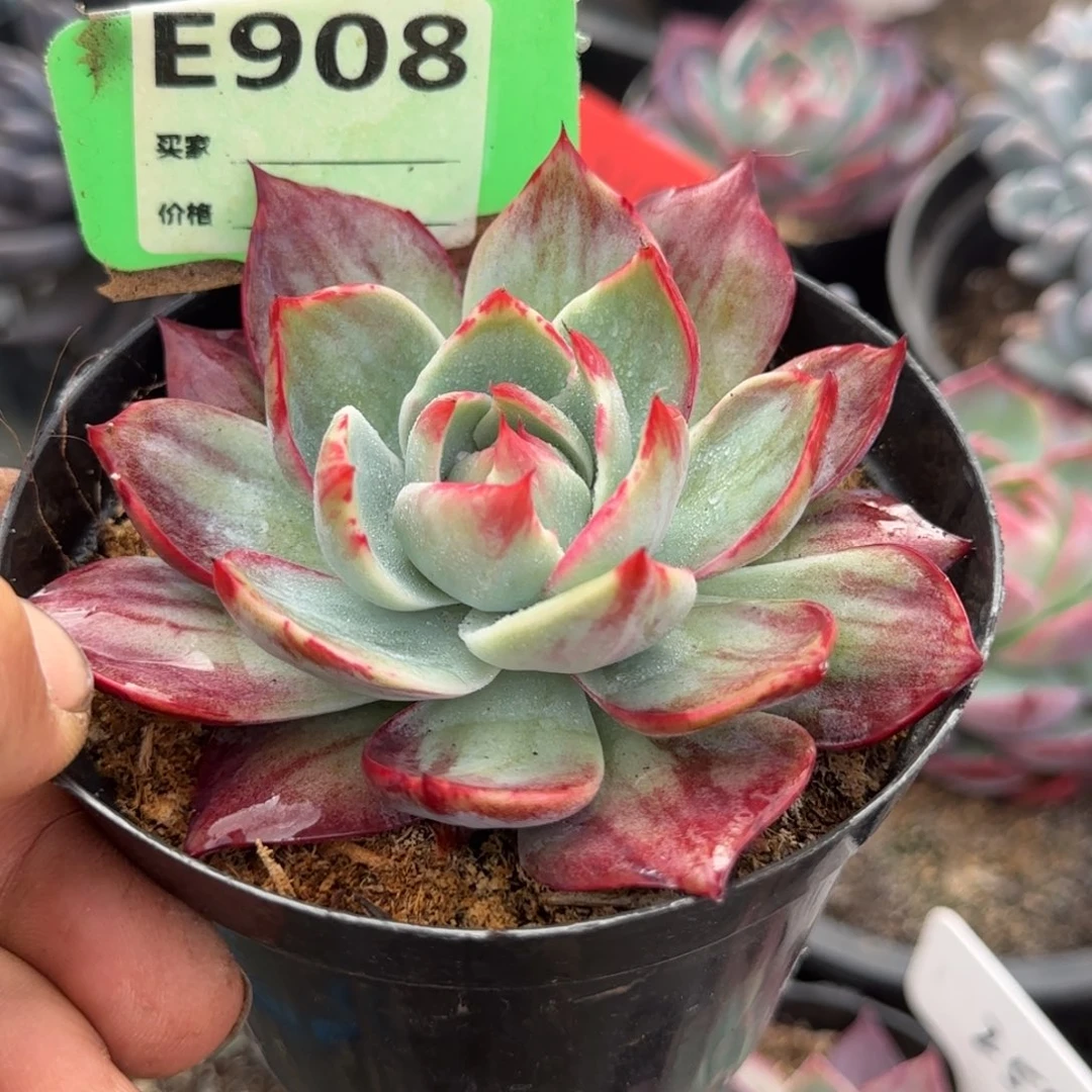 惊鸿一物一拍包装收缩花旱908