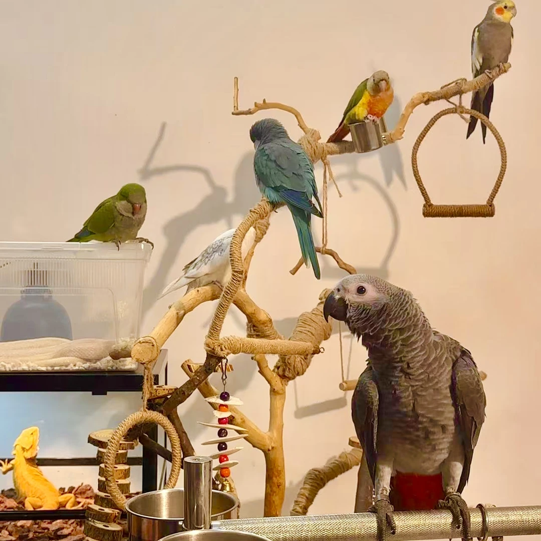 活体宠物手养鹦鹉（定金链接）