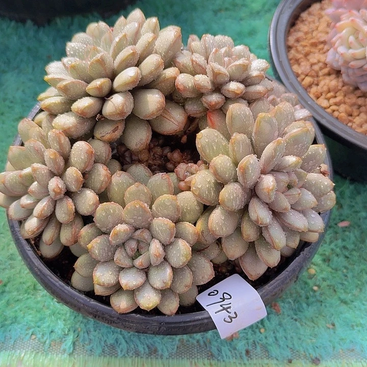 0943葡萄多肉植物