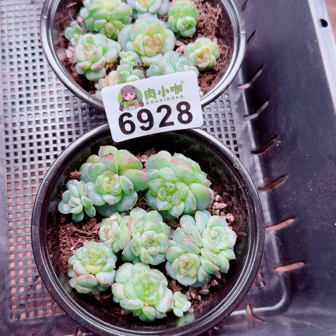 唐***糖多肉植物多肉植物