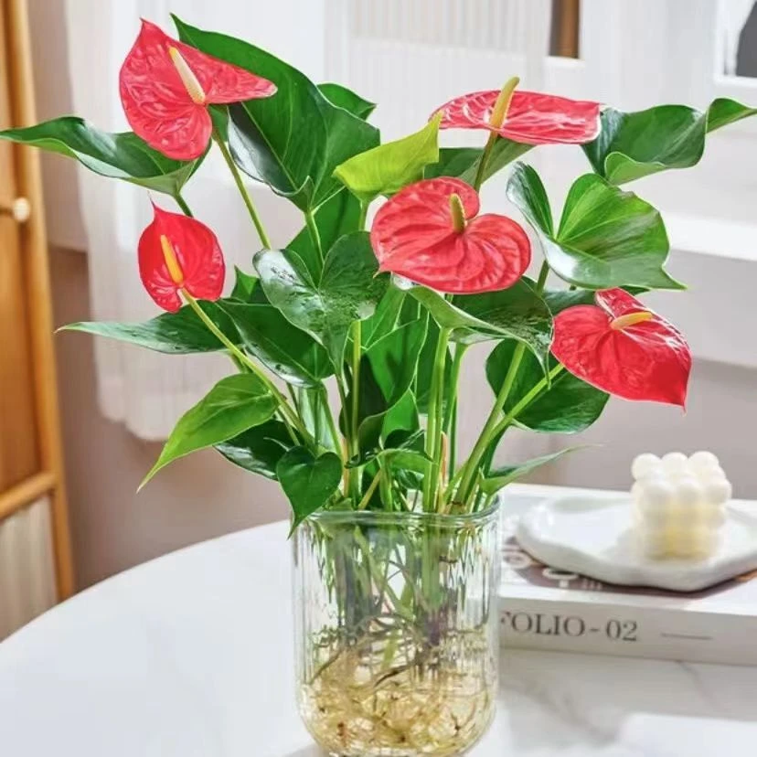 带U型瓶水培红掌带花花苞四季常开净化空气桌面盆栽办公室绿植