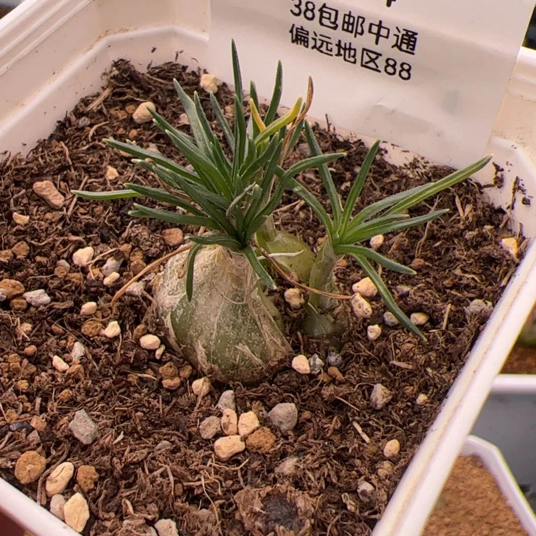 大**头614号迷你海葱2.22多肉