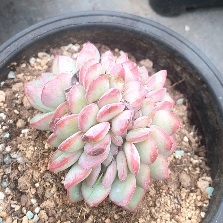 泡芙缀化188一盆694847887878