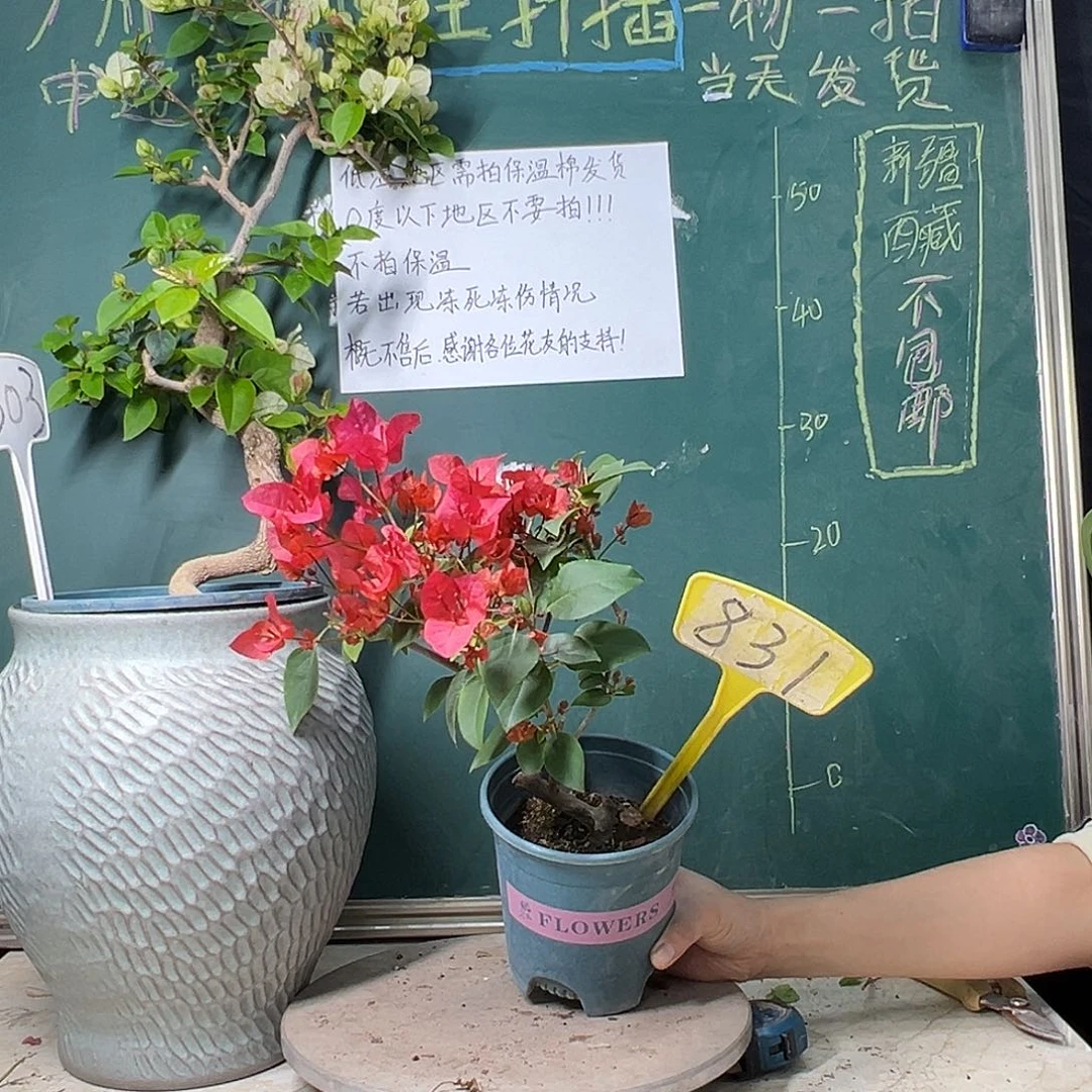 完全开放造型 同安红有小瑕疵 831