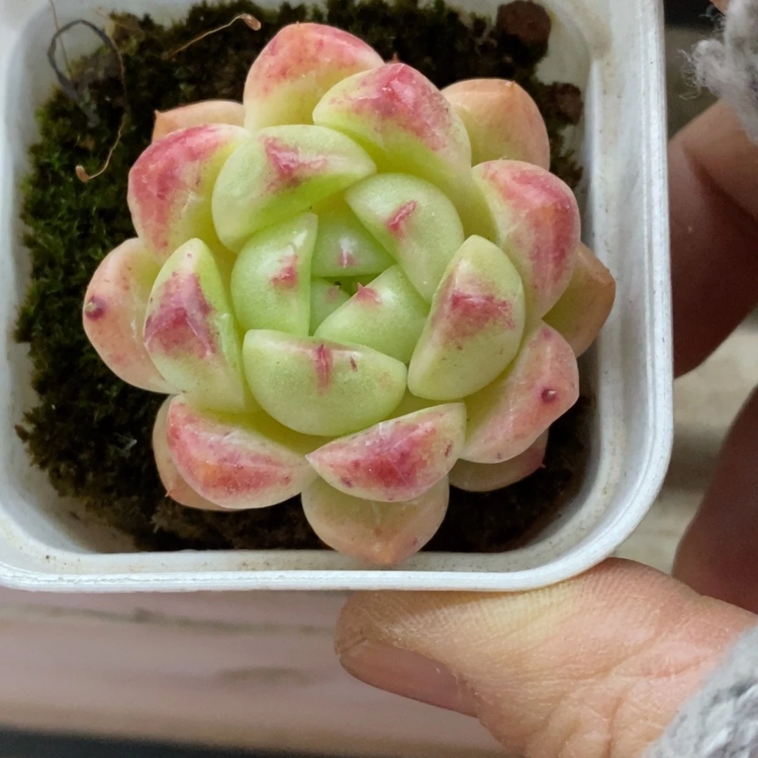 精品多肉一物一拍不包整347