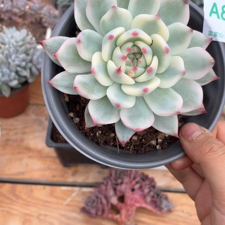 酒***๓酒880哈哈哈哈哈哈哈哈哈哈哈哈哈哈哈哈