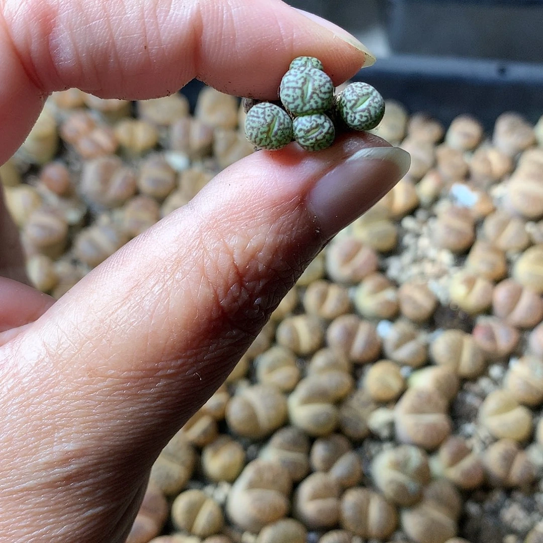 G90多肉植物保护