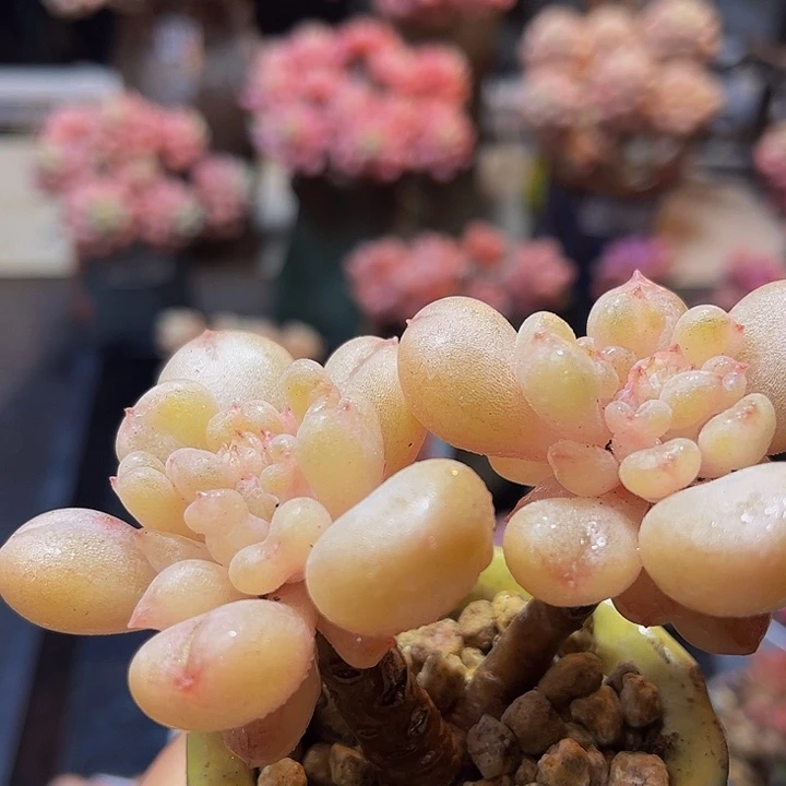 765 比尔盖茨7 厘米