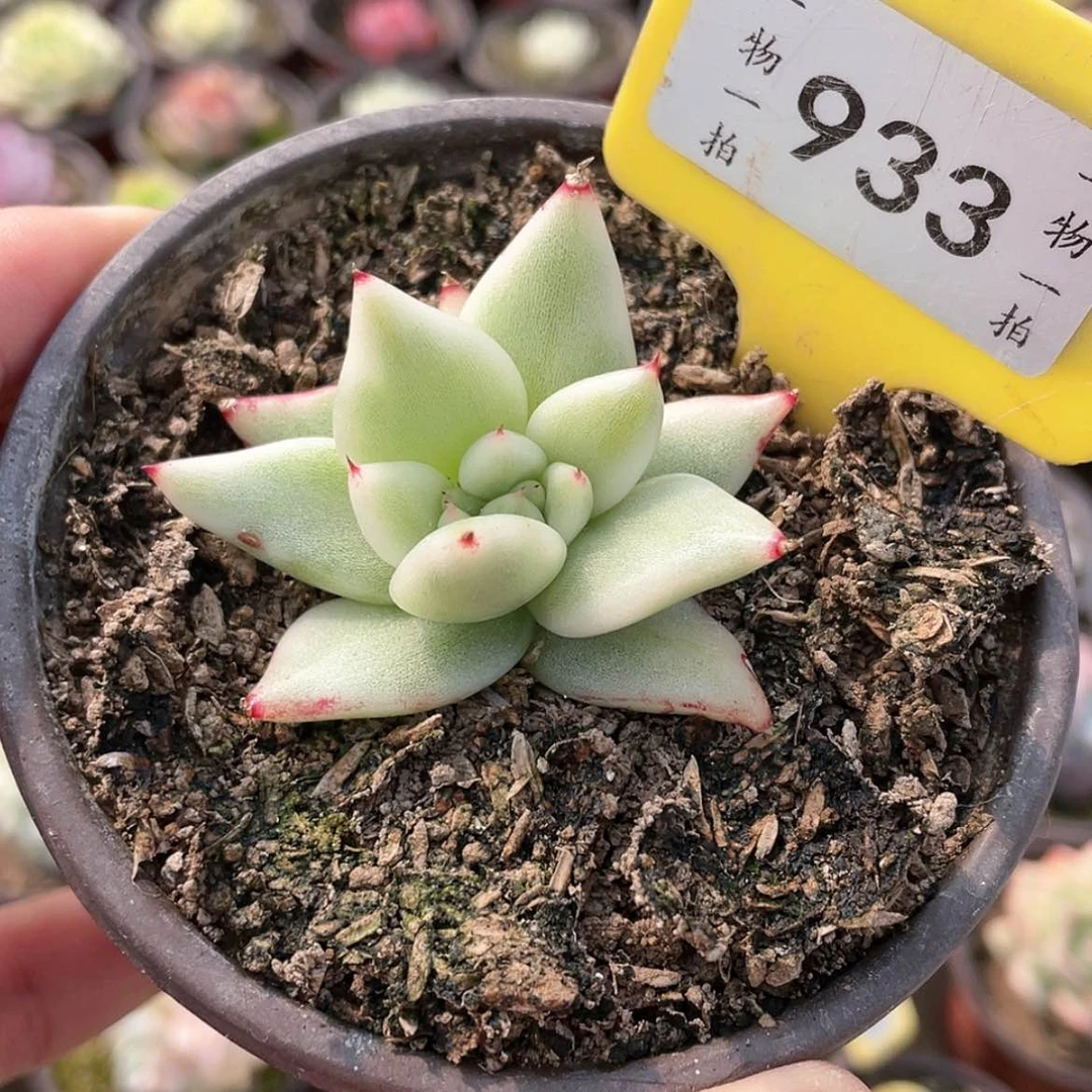 【闪购商品】933号