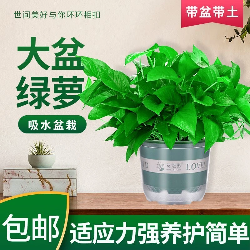 【福利放送】绿萝水培绿植盆栽室内花卉除甲醛办公室内四季青好养活