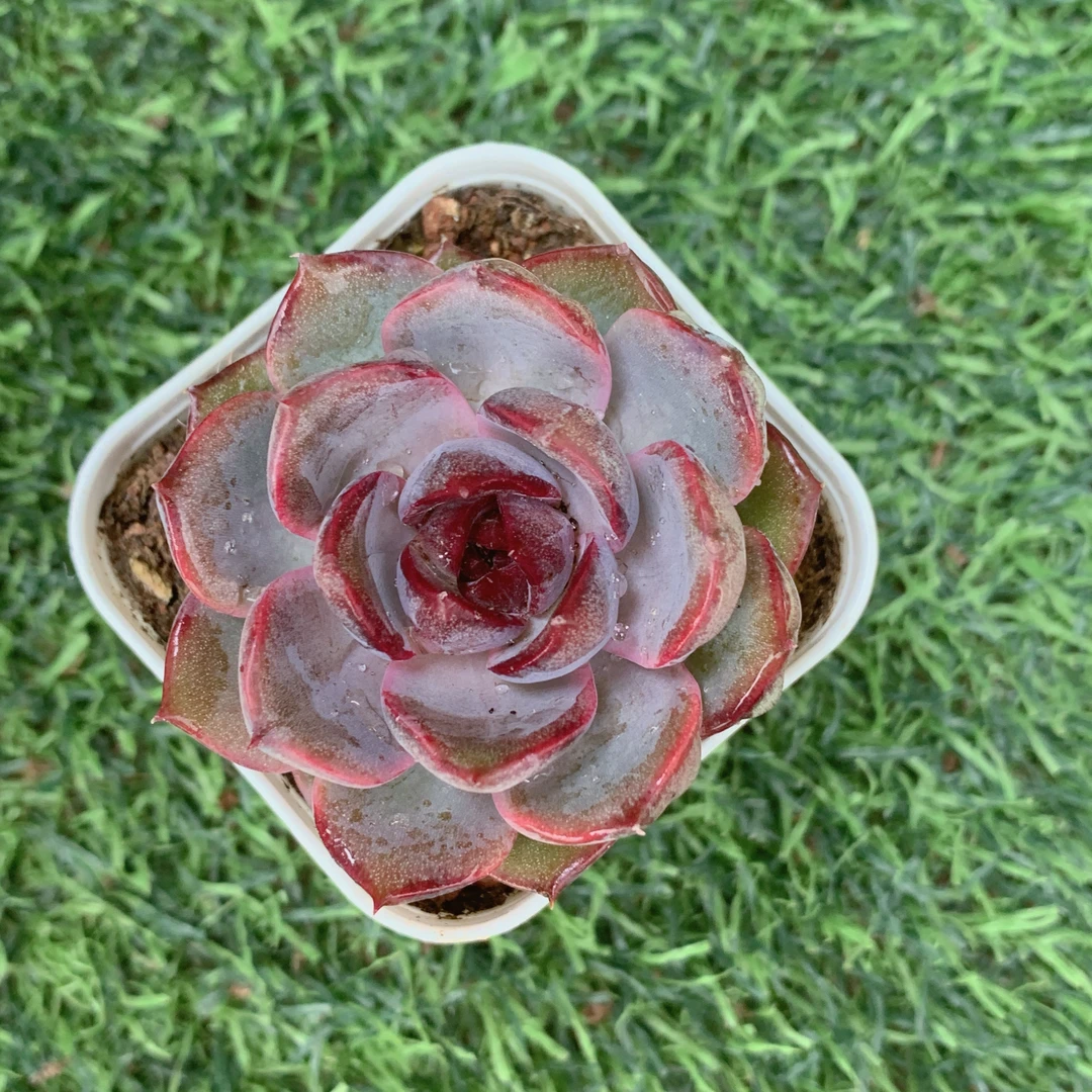 黑橙精品多肉植物盆栽阳台好养易养花卉一单包邮