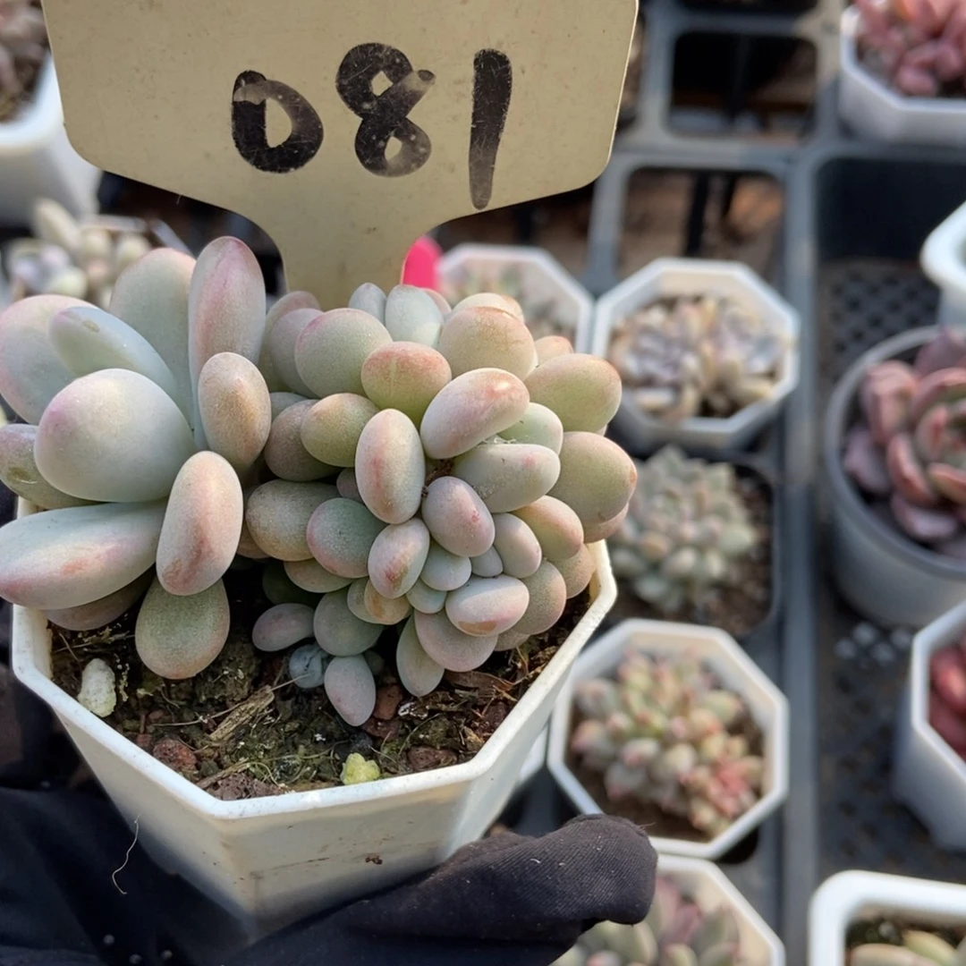 081粉兔缀多肉植物