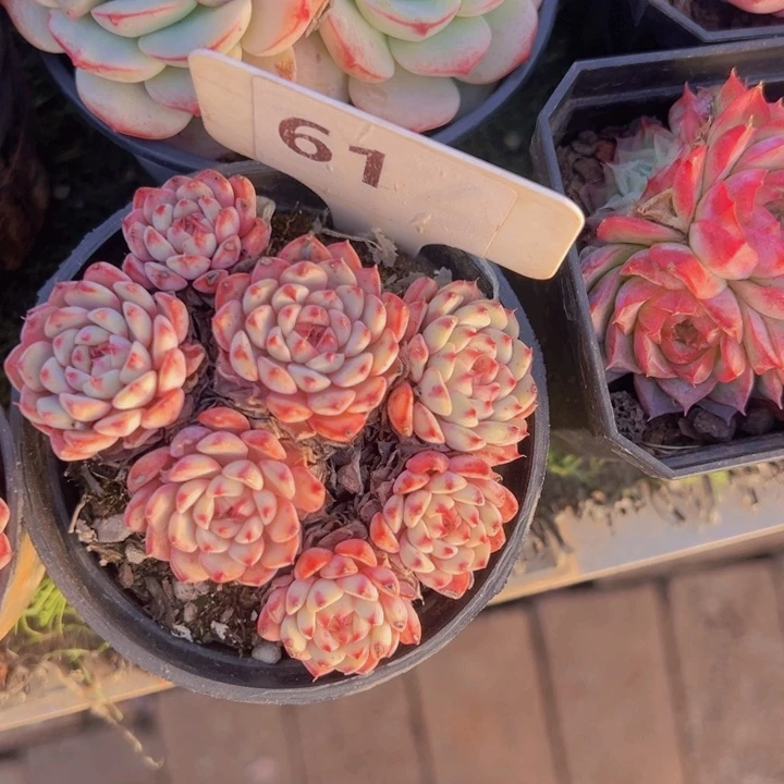 健健康康平平安安