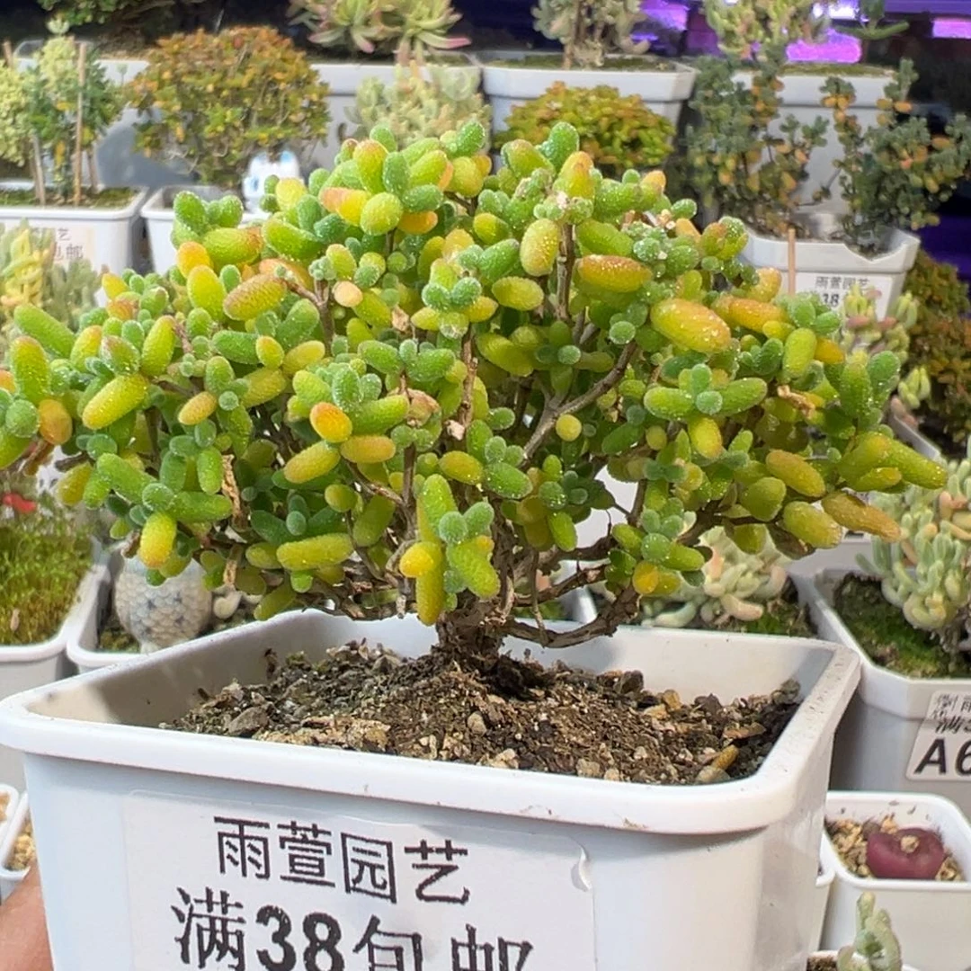 28-374枝干番杏多肉蜜橘糖球老桩七方盆