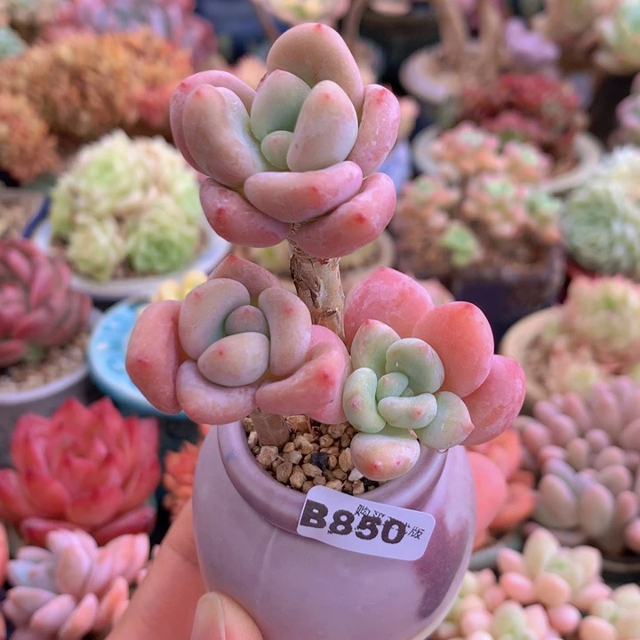 一物一拍含盆土满38包邮B850