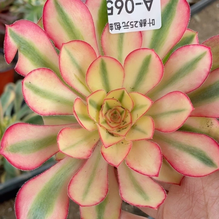 65爱丽思多肉12344678