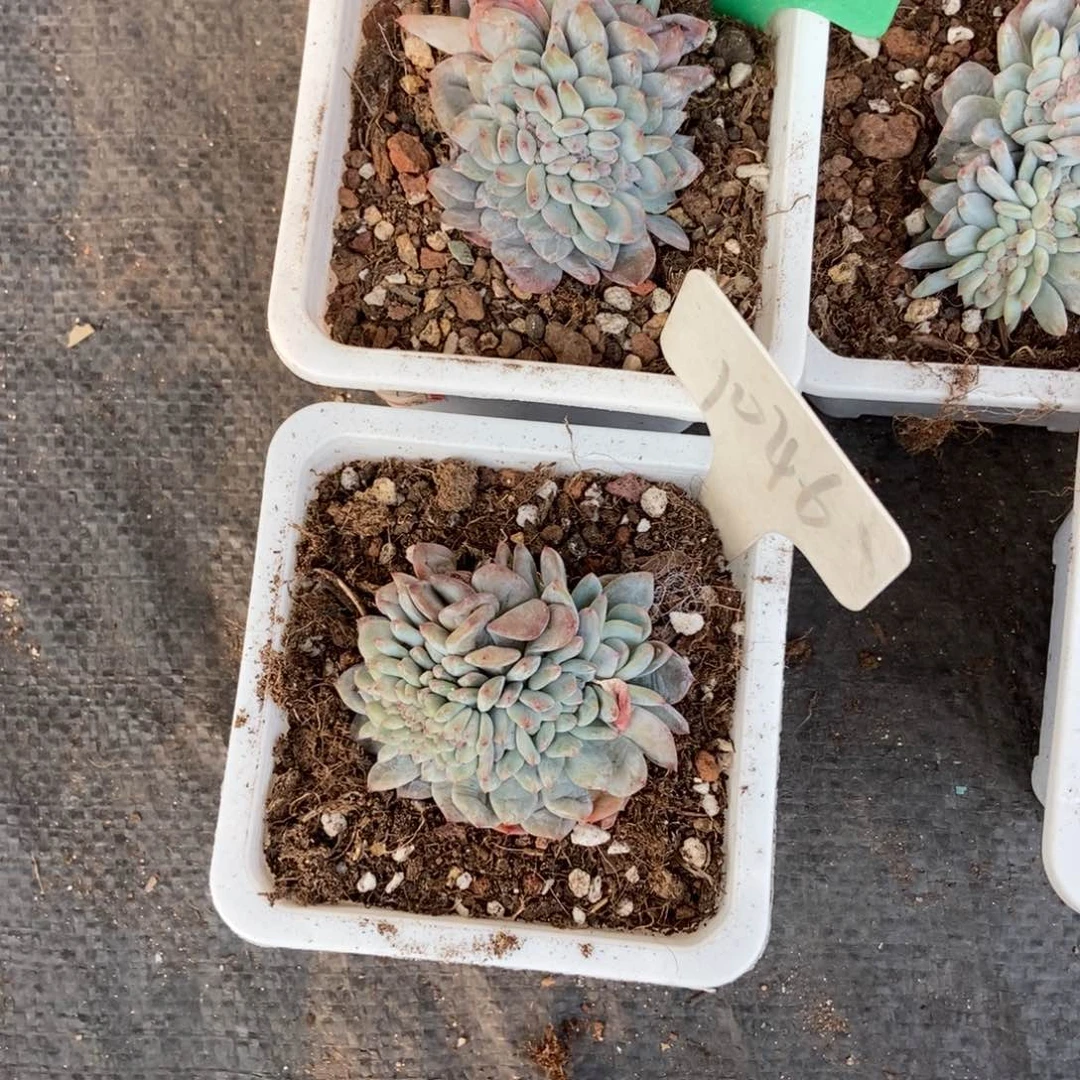 吴*容1026 1046橙子缀多肉