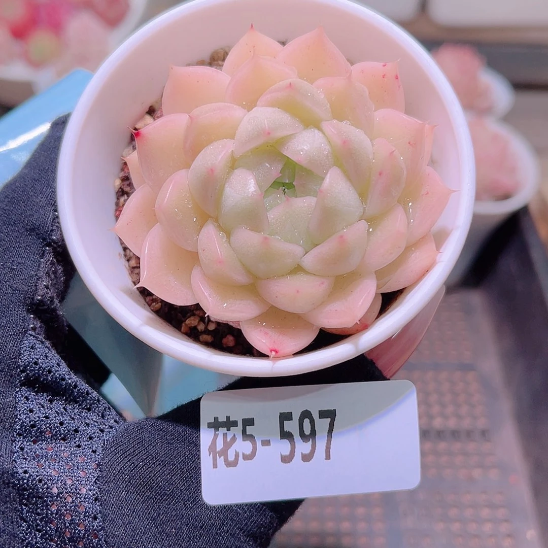 花利美5-597麦秆