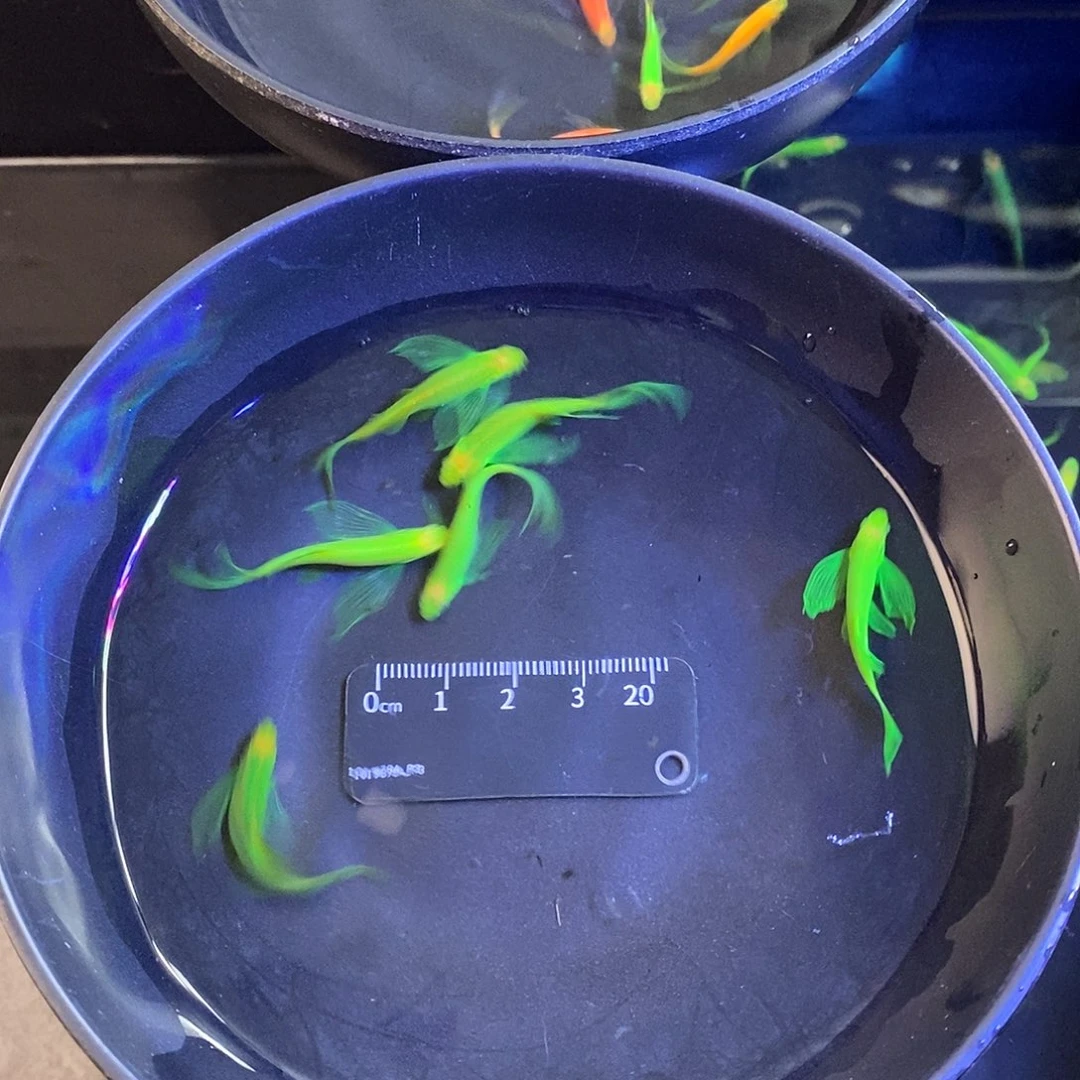 斑马鱼蝶翼精品翡翠绿5➕1备损共6个