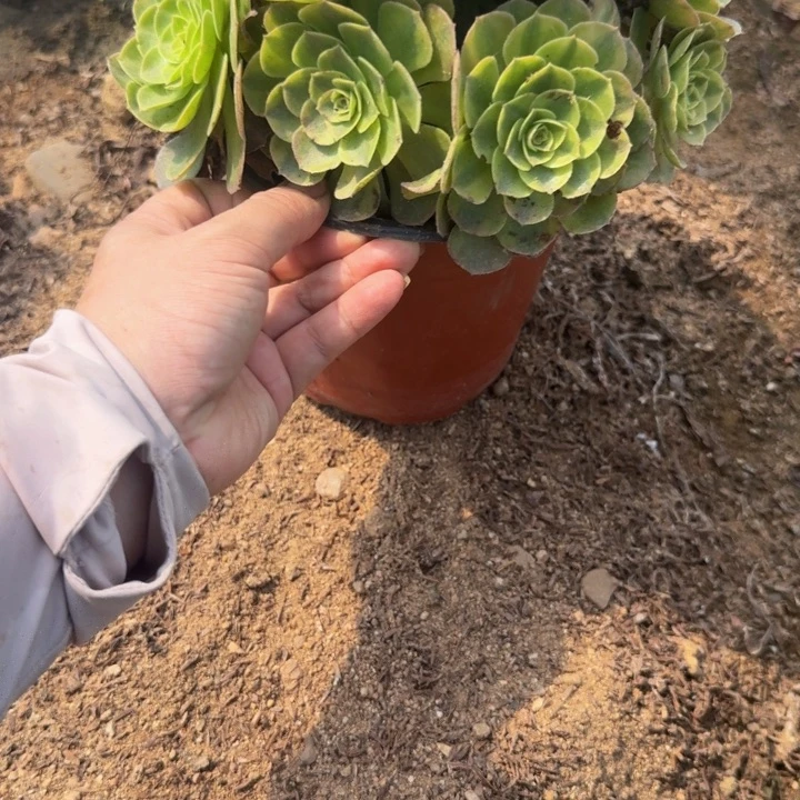 359雨荷 多肉植物