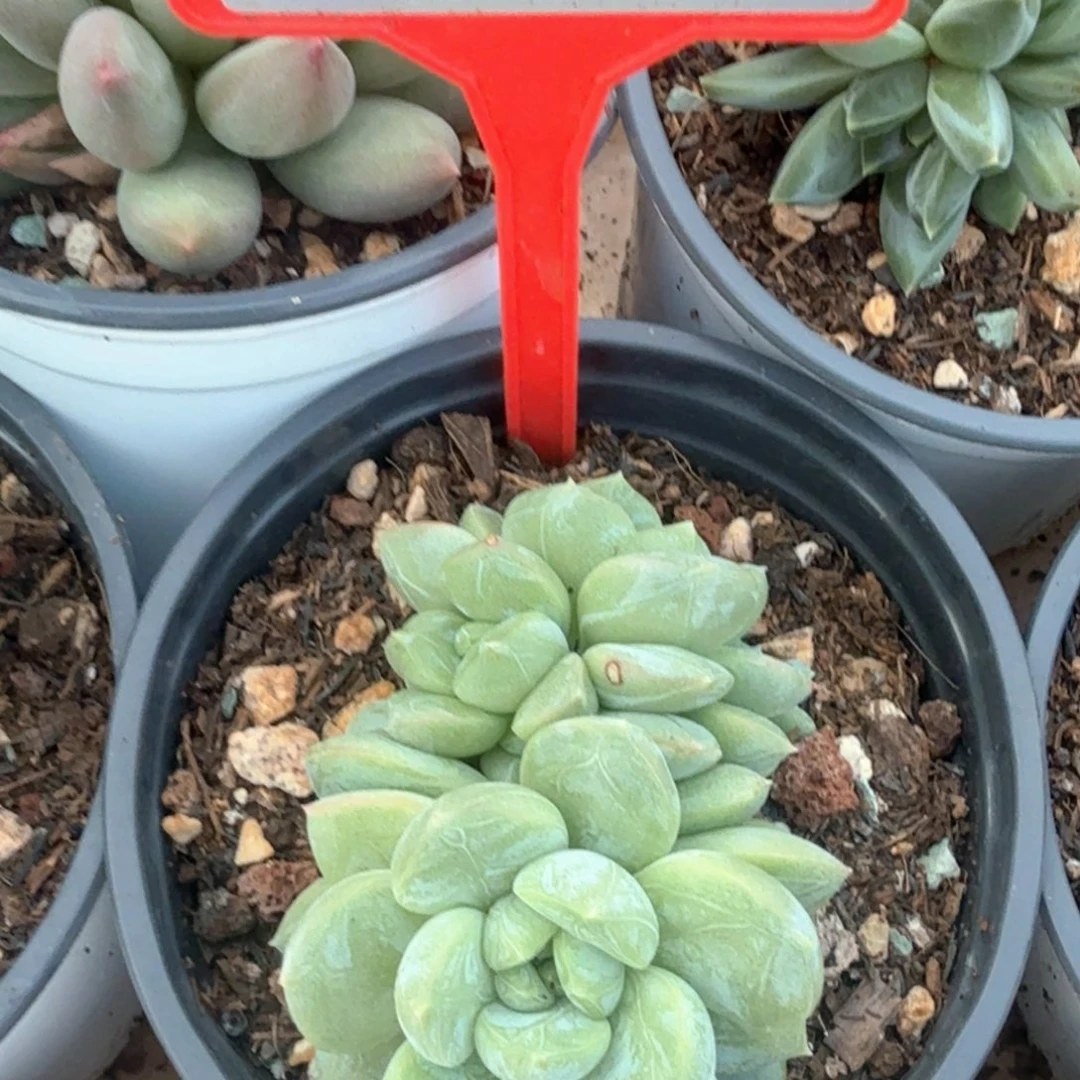 百搭翡翠多肉植物754