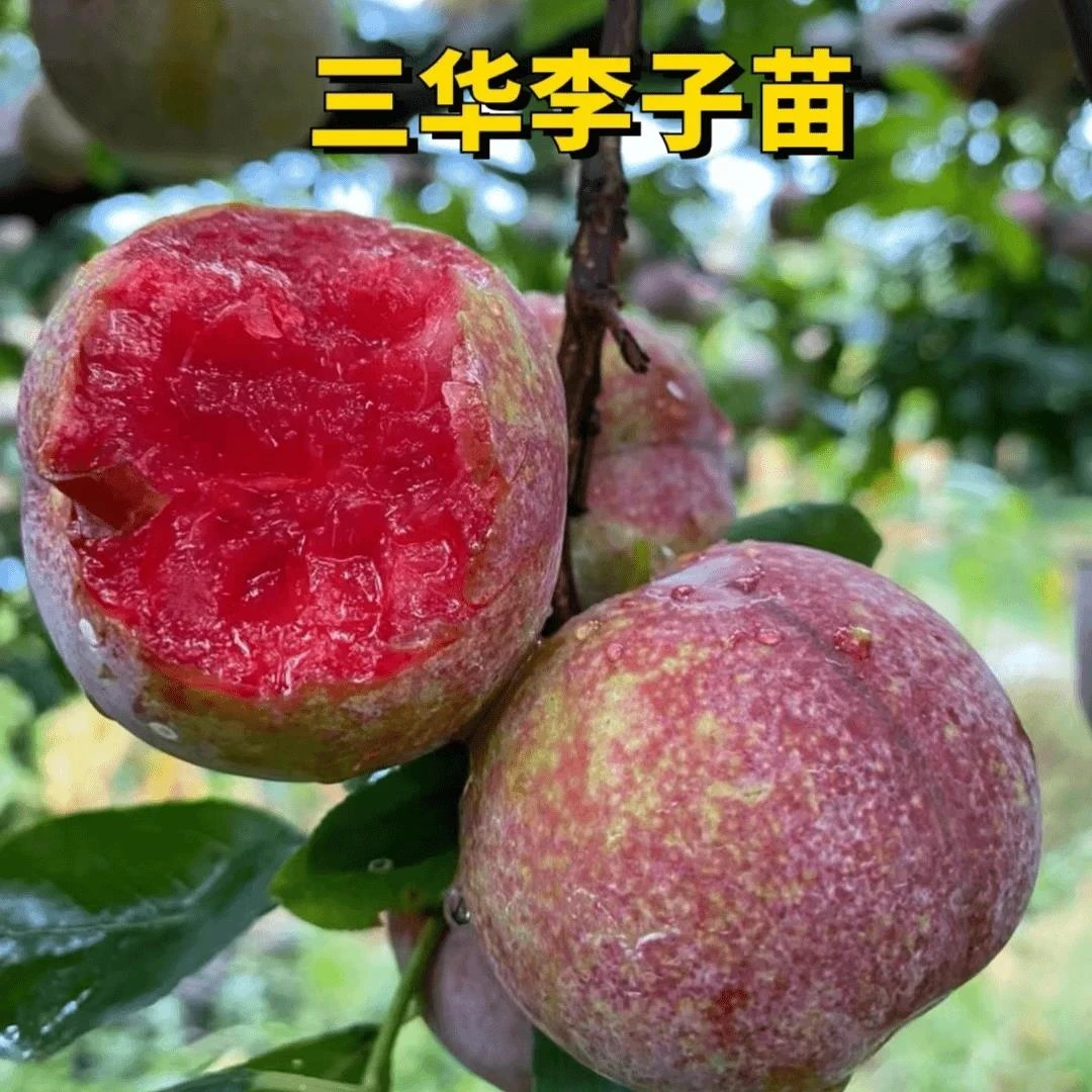 【正宗三华李树苗】嫁接果树苗抗寒脆红李清脆李蜂糖李子苗当年结