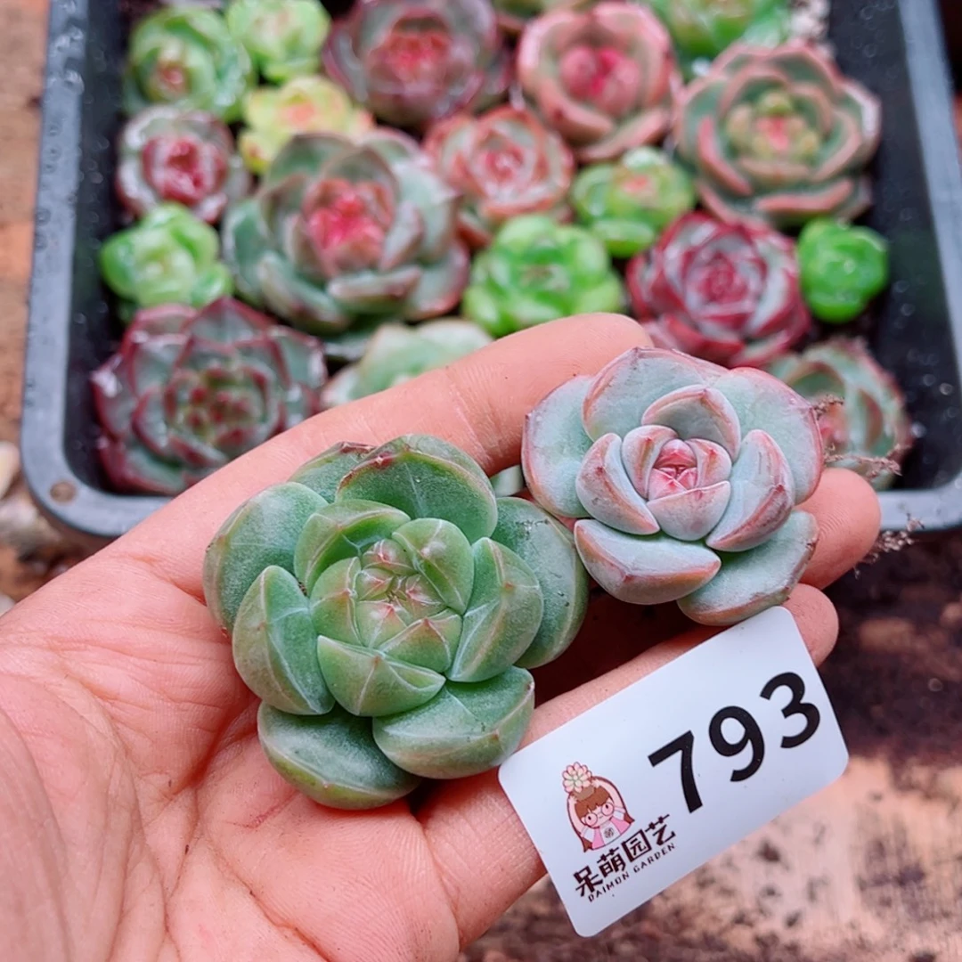 多肉植物多肉植物