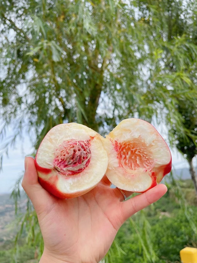 【巨无霸】秦安水蜜桃核心产区7斤起脆软两吃