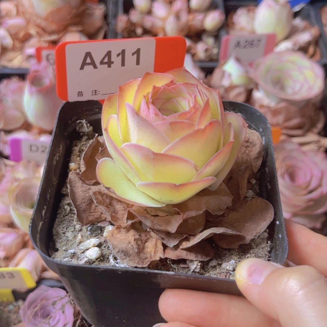 411山地玫瑰粉色