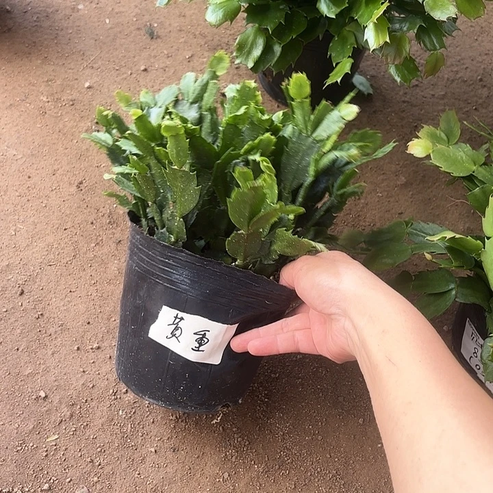 雕***光当前无花栽培后可以开花