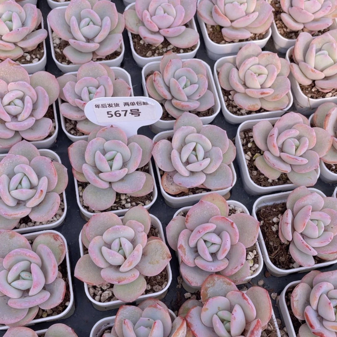 567号韩货奶茶单头一个