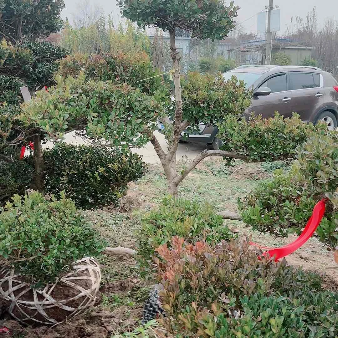 完全开放包**制地景黄杨树1234566lo o li j