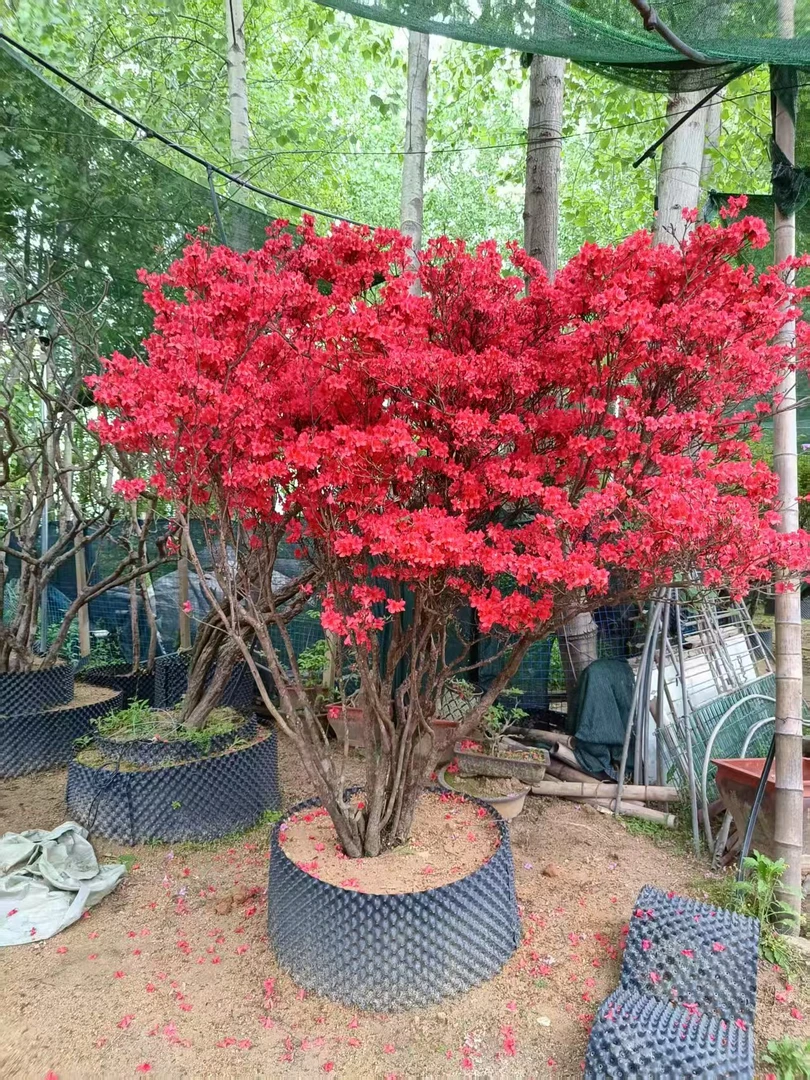 黄杨映山红松树等各种盆栽地栽绿植工程园林庭院绿化上车价不包邮