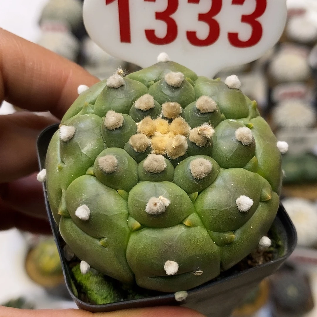 1333龟甲兜福利特价咯