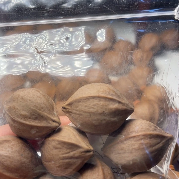 老***舅手串/手链橄榄核2.4