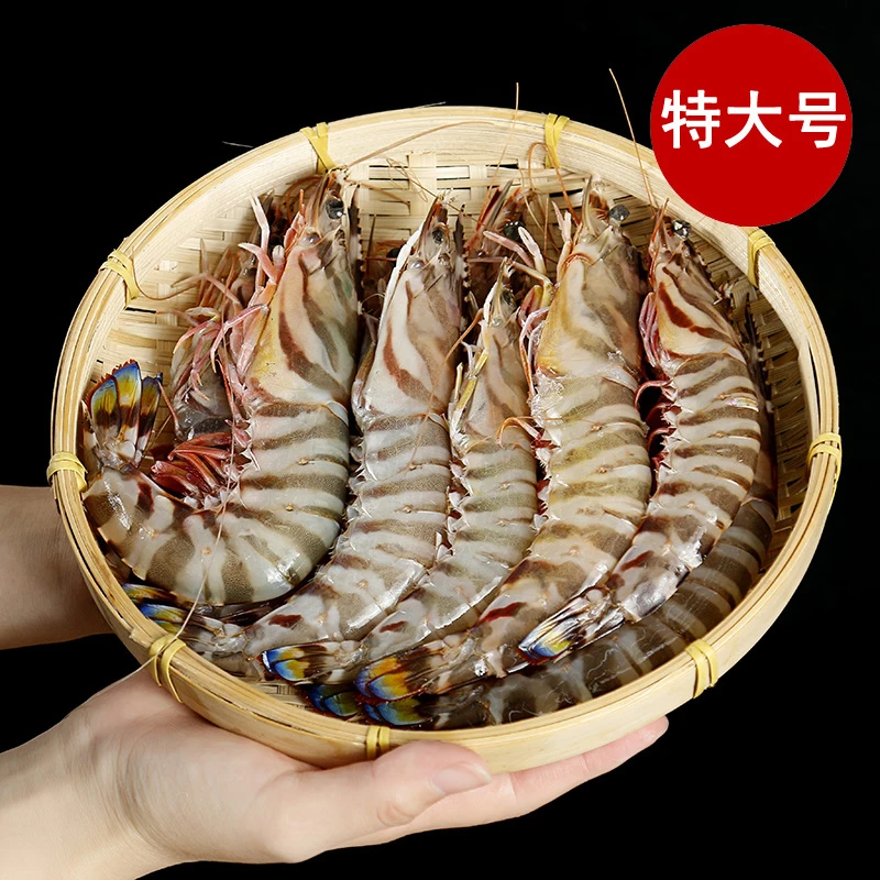 特大号舟山野生大虾九节虾  半斤/盒5-6头