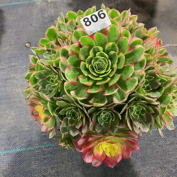 法师粉体海王80600000