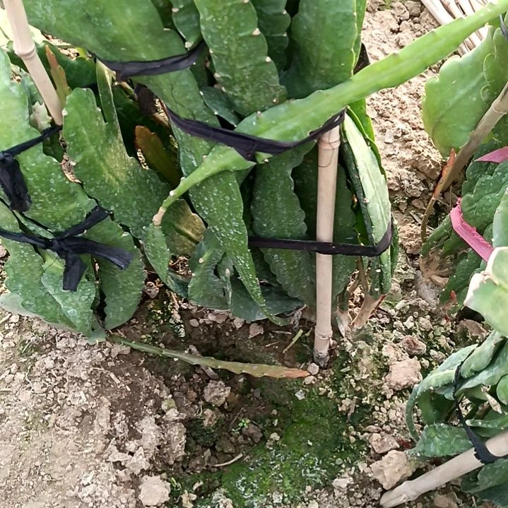 雕**光令箭何花玫红