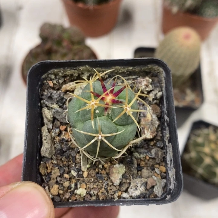 实生菲冠龙特价福利