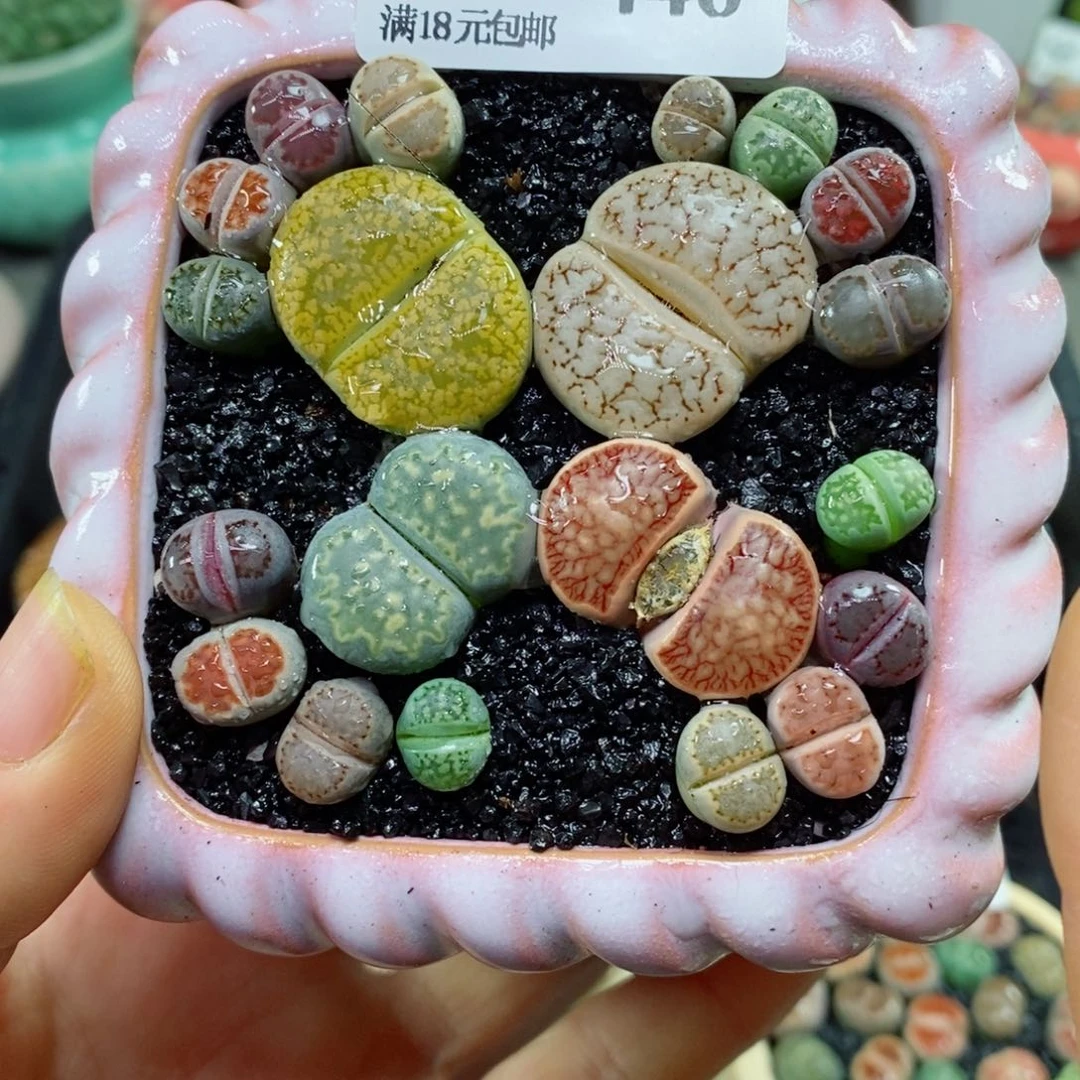 用****8生石花花花花花花花花446