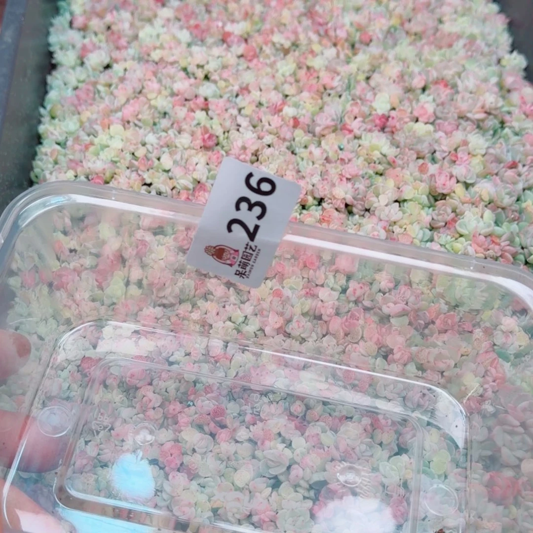 溺****多肉植物多肉植物