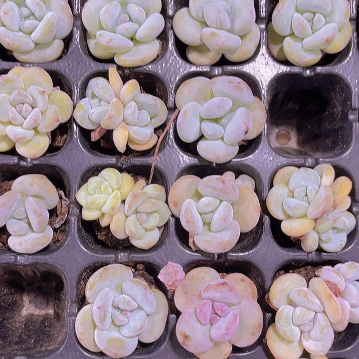 精品芭比奶多肉植物